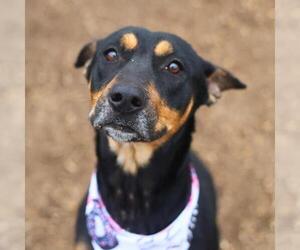 Doberman Pinscher-Unknown Mix Dogs for adoption in San Antonio, TX, USA