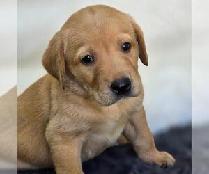 Labrador Retriever Dogs for adoption in San Diego, CA, USA