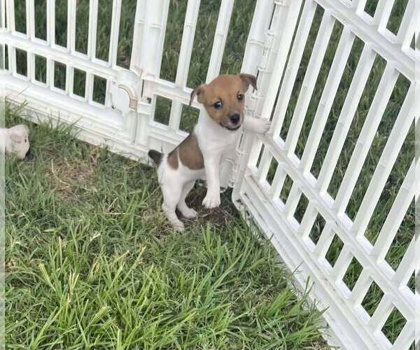 Medium Photo #5 Jack Russell Terrier Puppy For Sale in LEDBETTER, TX, USA