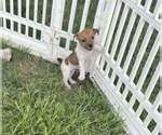 Small #4 Jack Russell Terrier