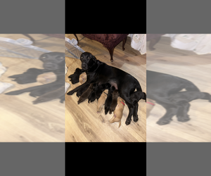Labrador Retriever Puppy for Sale in ELIZABETH, West Virginia USA