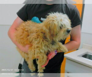 Maltese-Unknown Mix Dogs for adoption in Oroville, CA, USA