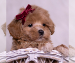 Small Photo #65 Maltipoo (Miniature) Puppy For Sale in WARSAW, IN, USA