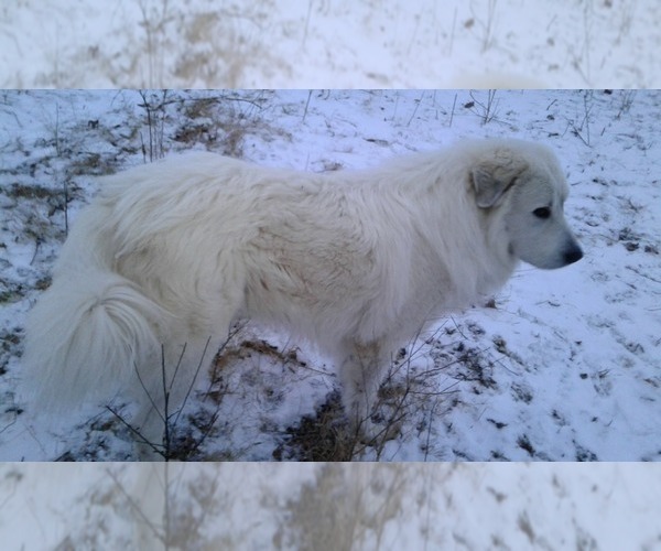 Medium Photo #15 Great Pyrenees Puppy For Sale in MOODY, MO, USA