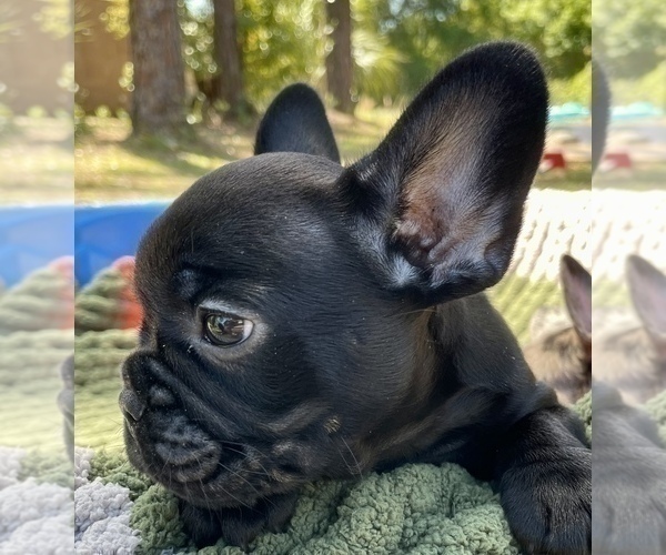 Medium Photo #3 French Bulldog Puppy For Sale in HOMOSASSA, FL, USA