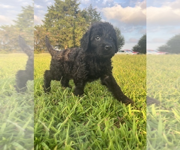 Medium Photo #33 Labradoodle Puppy For Sale in WAVERLY, VA, USA