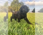 Small #32 Labradoodle