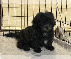 ShihPoo Puppy for sale in GLOUCESTER, VA, USA