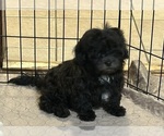 Image preview for Ad Listing. Nickname: Bella