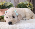 Small Photo #7 Goldendoodle Puppy For Sale in HONEY BROOK, PA, USA
