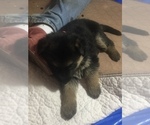 Small Photo #6 German Shepherd Dog Puppy For Sale in HOUSTON, TX, USA