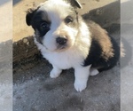 Small Photo #8 Australian Shepherd Puppy For Sale in LUBBOCK, TX, USA