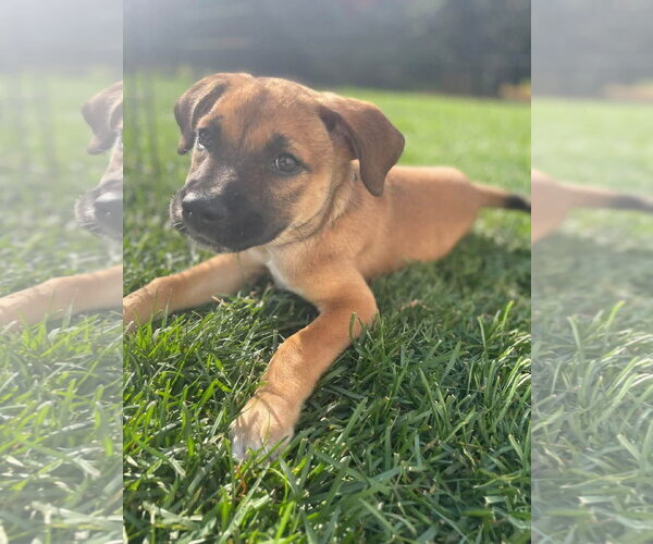 Medium Photo #2 Mutt Puppy For Sale in New London, WI, USA