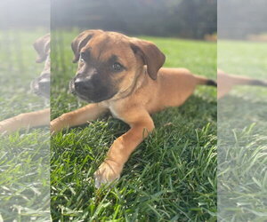 Nobie - Female Mutt Dog for Adoption - Photo #2