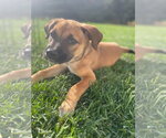 Small Photo #2 Mutt Puppy For Sale in New London, WI, USA