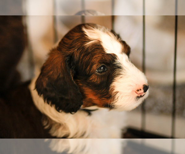 Medium Photo #2 Bernedoodle Puppy For Sale in ELDRIDGE, IA, USA