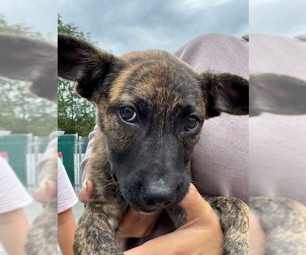 Medium Photo #18 Mutt Puppy For Sale in Brewster, NY, USA