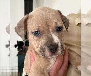 Mutt Dogs for adoption in Laramie, WY, USA