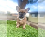 Small #10 French Bulldog