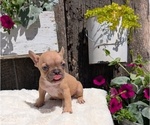 Puppy Tara French Bulldog