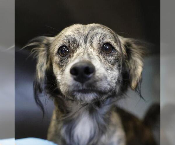 Medium Photo #1 Aussiedox Puppy For Sale in San Antonio, TX, USA