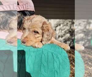 Aussiedoodle Miniature Puppy for sale in LAWTON, OK, USA