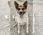 Small #1 Mutt