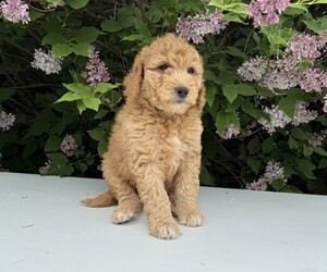 Goldendoodle (Miniature) Puppy for sale in WITHEE, WI, USA