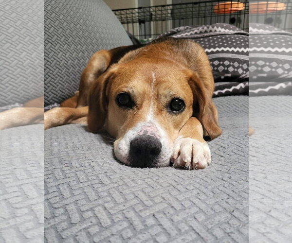 Medium Photo #21 Beagle-Unknown Mix Puppy For Sale in Germantown, OH, USA