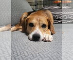 Small #20 Beagle Mix