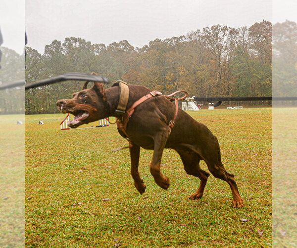 Medium Photo #108 Doberman Pinscher Puppy For Sale in FORT LAUDERDALE, FL, USA