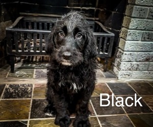 Labradoodle Puppy for sale in QUINCY, IL, USA
