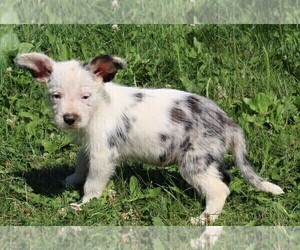 Miniature Australian Shepherd-Mutt Mix Puppy for sale in FREDERICKSBURG, OH, USA