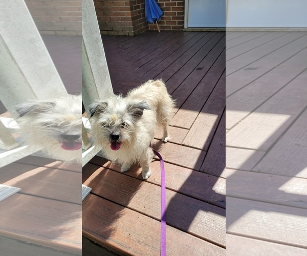 Medium Photo #2 Mutt Puppy For Sale in Greenville, SC, USA