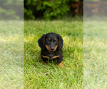 Small #15 Dachshund