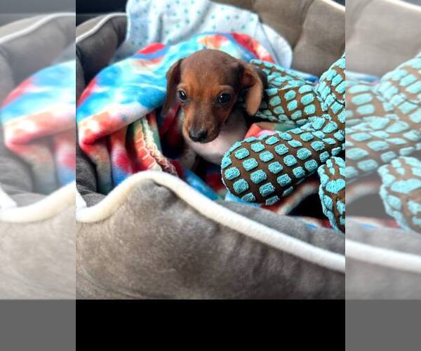 Medium Photo #8 Dachshund Puppy For Sale in Sioux Falls, SD, USA