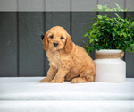 Puppy Summer Cockapoo