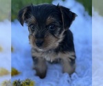Small #5 Yorkshire Terrier