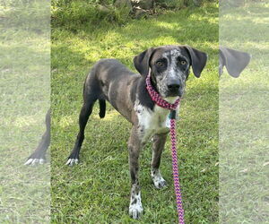 Catahoula Leopard Dog-Unknown Mix Dogs for adoption in Rockaway, NJ, USA