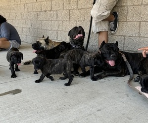 Cane Corso Puppy for sale in CERES, CA, USA