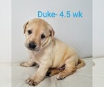 Puppy 1 Labrador Retriever