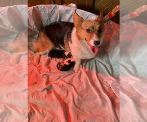 Mother of the Pembroke Welsh Corgi puppies born on 05/01/2022