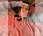 Small Photo #1 Pembroke Welsh Corgi Puppy For Sale in NOBLESVILLE, IN, USA
