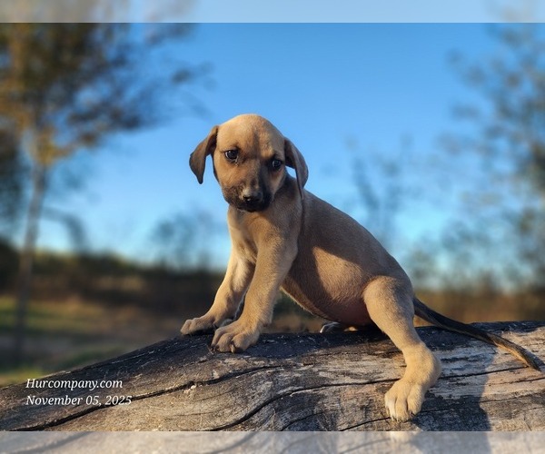 Medium Photo #6 Catahoula Leopard Dog Puppy For Sale in CUMBY, TX, USA
