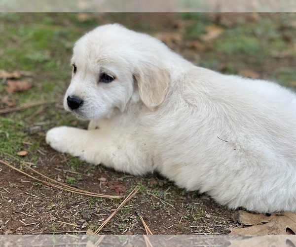 Medium Photo #1 Golden Retriever Puppy For Sale in MEADOW VISTA, CA, USA
