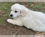 Small Photo #1 Golden Retriever Puppy For Sale in MEADOW VISTA, CA, USA