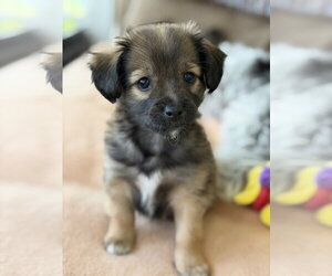 Chihuahua-Unknown Mix Dogs for adoption in Plainfield, IL, USA