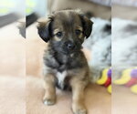 Small Chihuahua Mix