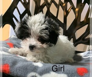 Morkie Puppy for sale in CLARE, IL, USA