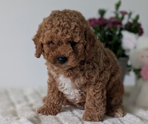 Medium Photo #7 Goldendoodle (Miniature) Puppy For Sale in GOSHEN, IN, USA